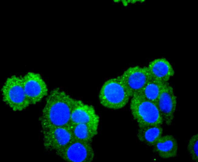 CXCL12 Antibody in Immunocytochemistry (ICC/IF)