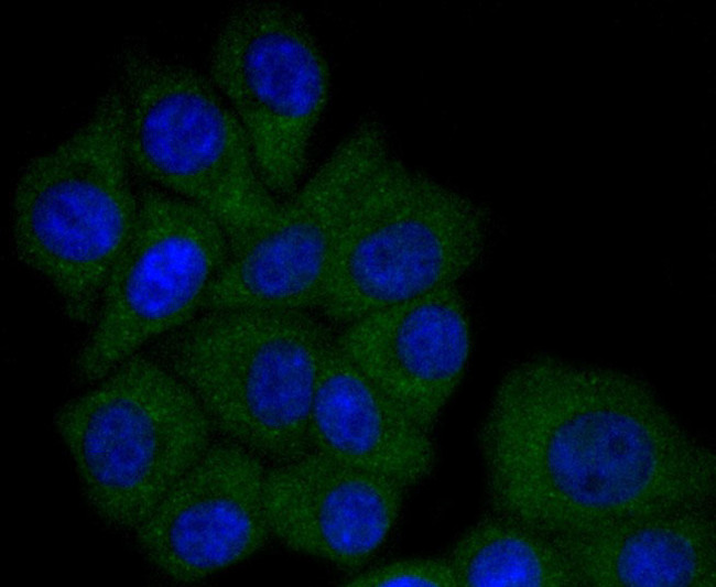 ApoA1 Antibody in Immunocytochemistry (ICC/IF)