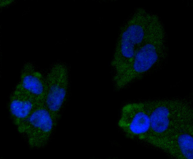 ApoA1 Antibody in Immunocytochemistry (ICC/IF)