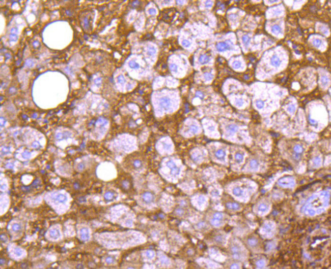 ApoA1 Antibody in Immunohistochemistry (Paraffin) (IHC (P))