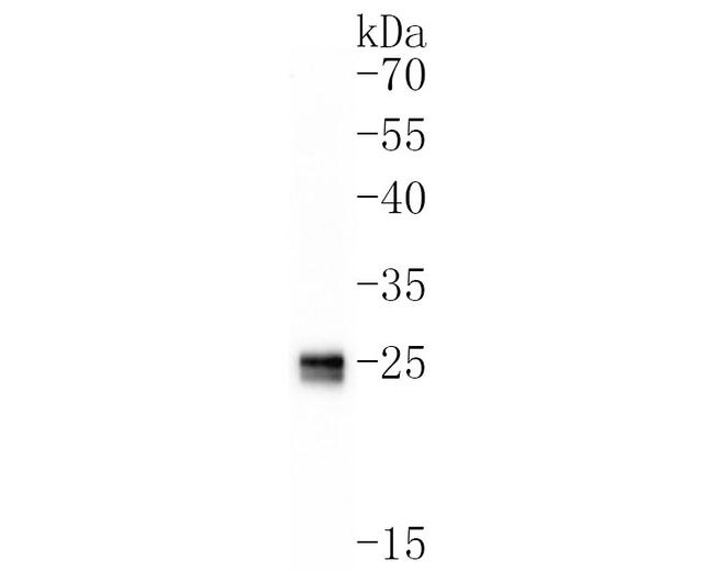 ApoA1 Antibody in Western Blot (WB)