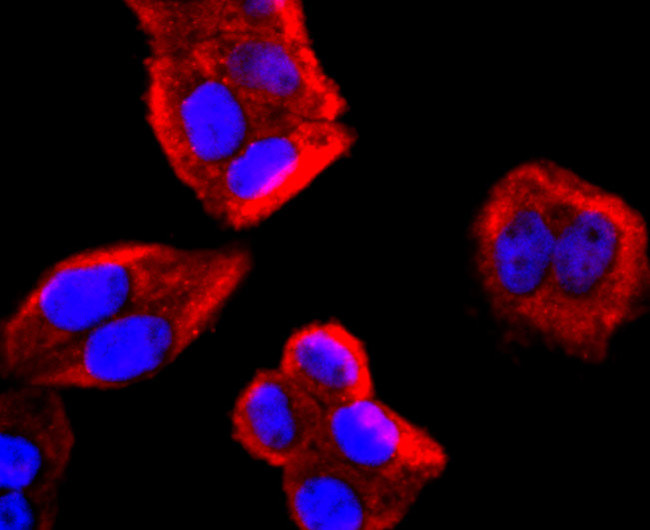 IL-4 Antibody in Immunocytochemistry (ICC/IF)