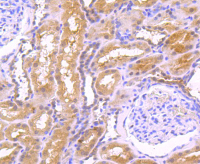 EGF Antibody in Immunohistochemistry (Paraffin) (IHC (P))