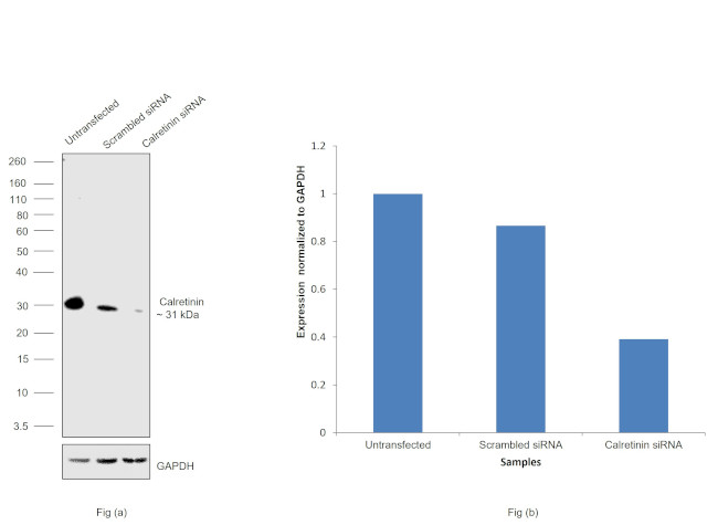 Calretinin Antibody in Western Blot (WB)