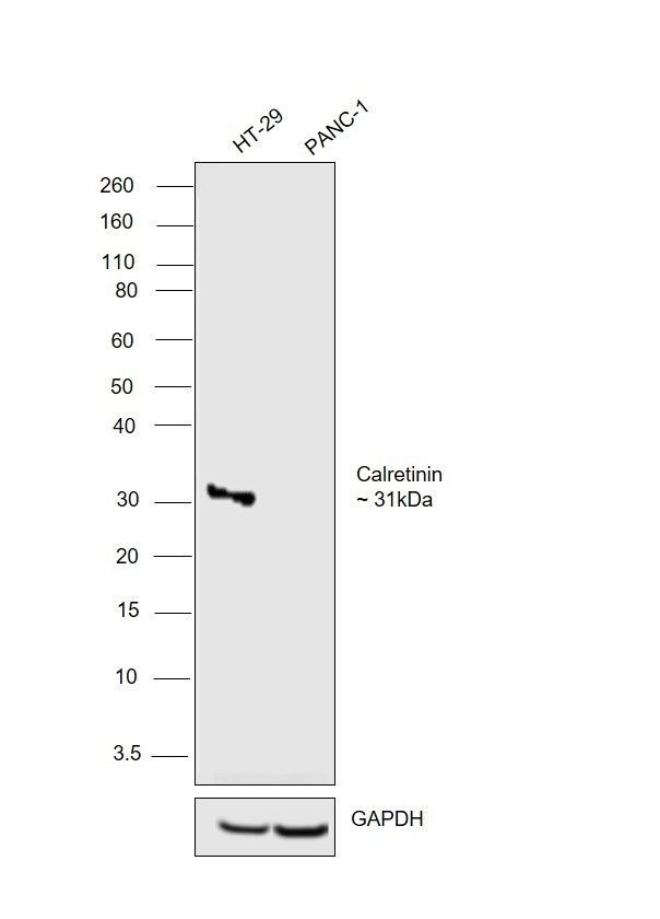 Calretinin Antibody in Western Blot (WB)