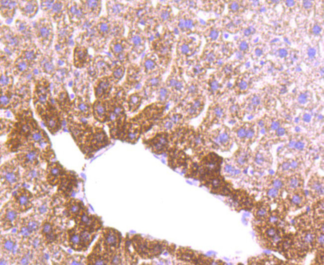 MMP3 Antibody in Immunohistochemistry (Paraffin) (IHC (P))