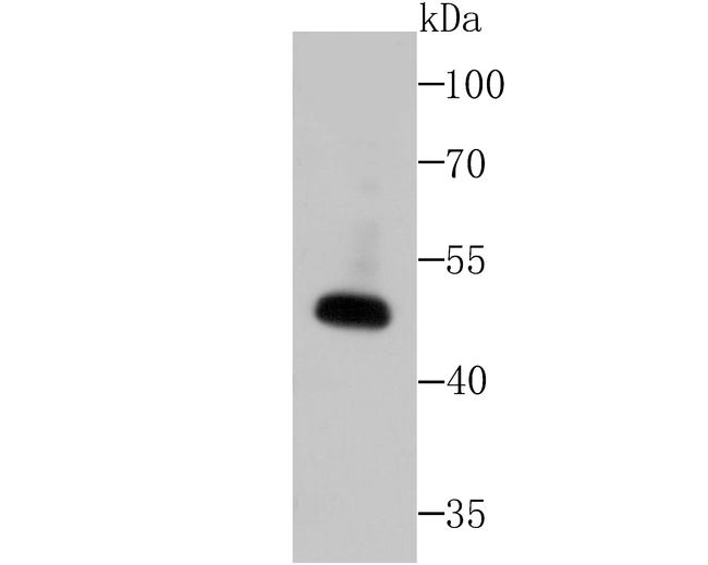 WNT2B Antibody in Western Blot (WB)