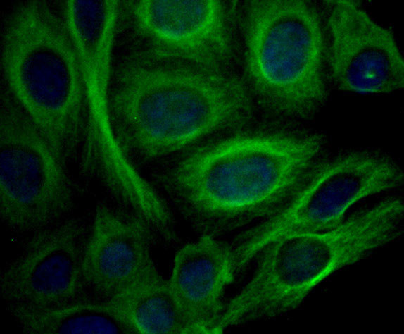 ApoA2 Antibody in Immunocytochemistry (ICC/IF)