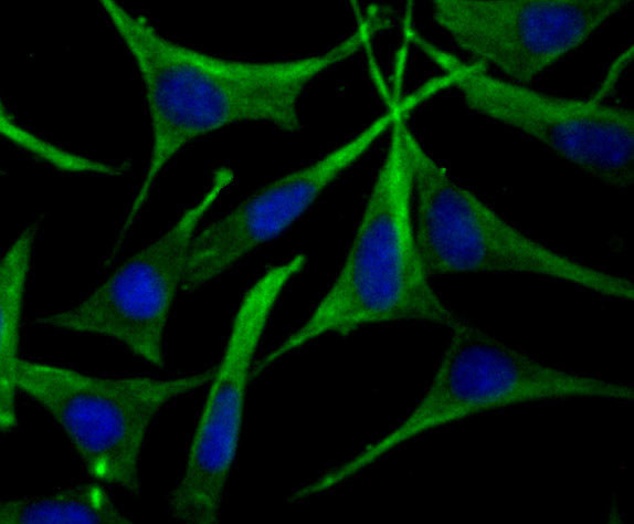 ApoA2 Antibody in Immunocytochemistry (ICC/IF)