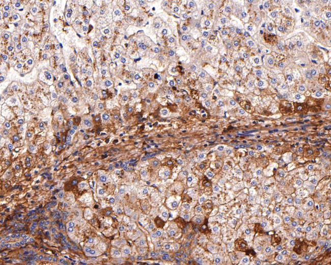 ApoA2 Antibody in Immunohistochemistry (Paraffin) (IHC (P))