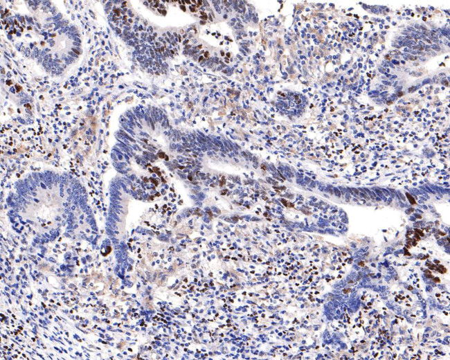 Phospho-CREB (Ser133) Antibody in Immunohistochemistry (Paraffin) (IHC (P))