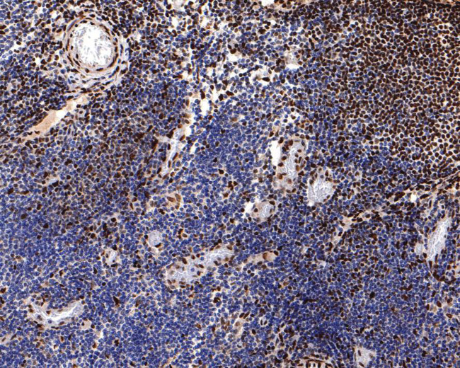 Phospho-CREB (Ser133) Antibody in Immunohistochemistry (Paraffin) (IHC (P))