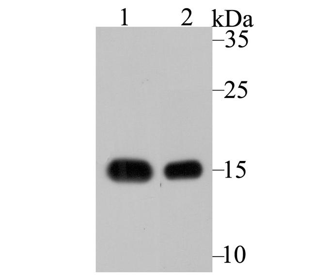 VAMP1 Antibody in Western Blot (WB)