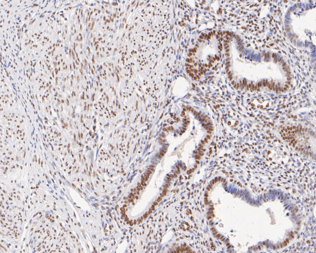 GTF2F2 Antibody in Immunohistochemistry (Paraffin) (IHC (P))