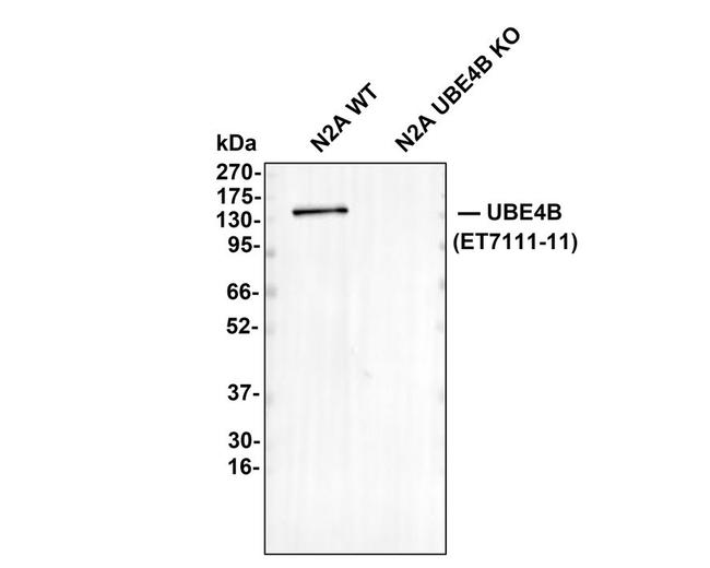 UBE4B Antibody in Western Blot (WB)