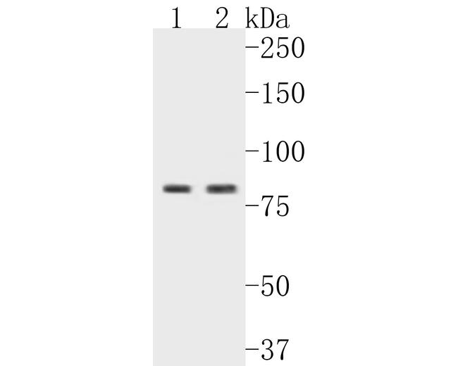 CARS Antibody in Western Blot (WB)