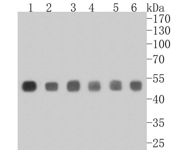 CtBP2 Antibody in Western Blot (WB)