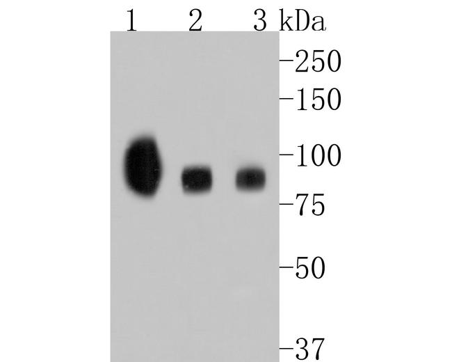 TrkB Antibody in Western Blot (WB)