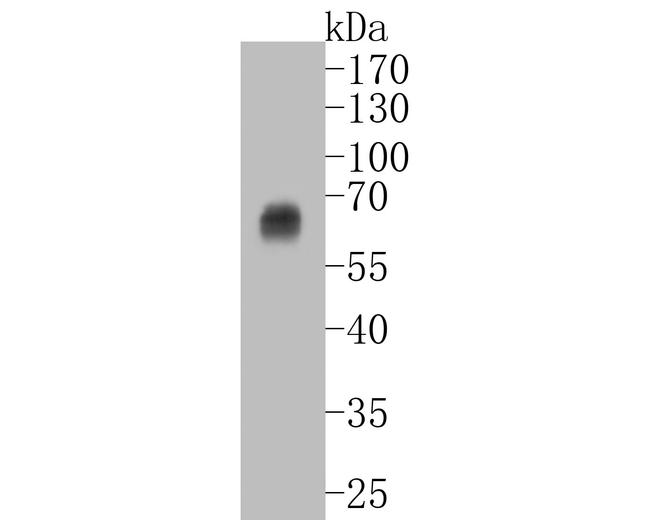 Oct-2 Antibody in Western Blot (WB)