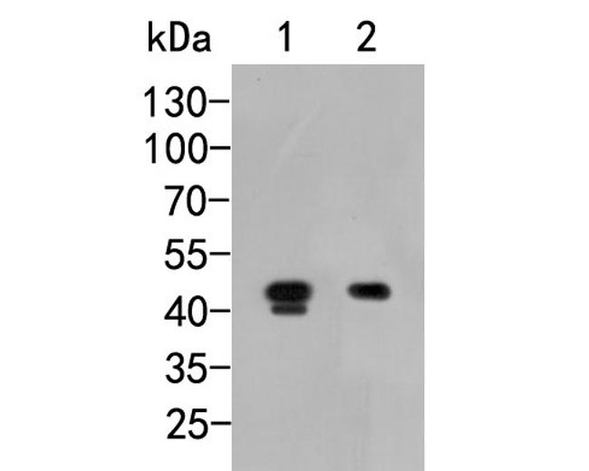 MICA Antibody in Western Blot (WB)