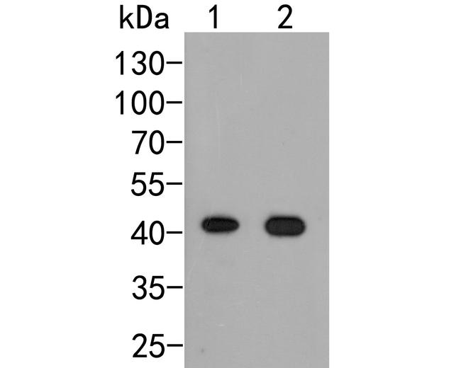 ARL13B Antibody in Western Blot (WB)