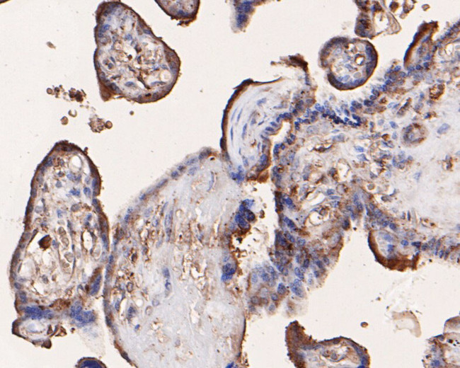 IREB2 Antibody in Immunohistochemistry (Paraffin) (IHC (P))