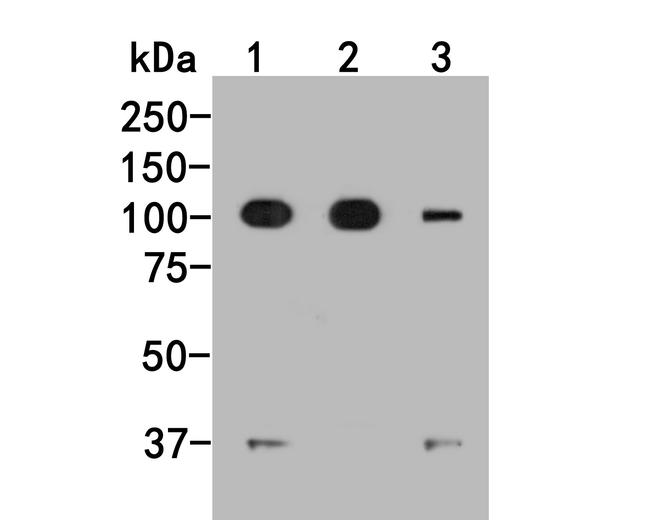 IREB2 Antibody in Western Blot (WB)