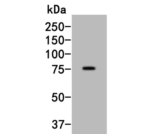 SLC44A4 Antibody in Western Blot (WB)