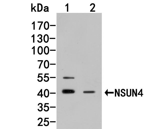 NSUN4 Antibody in Western Blot (WB)