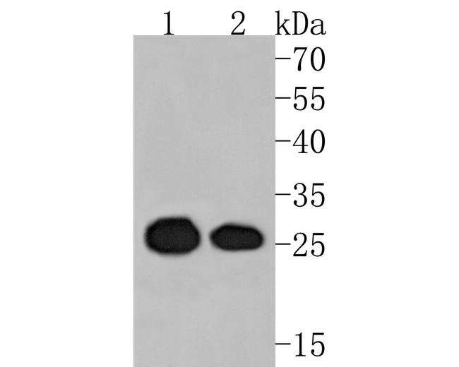 eIF6 Antibody in Western Blot (WB)