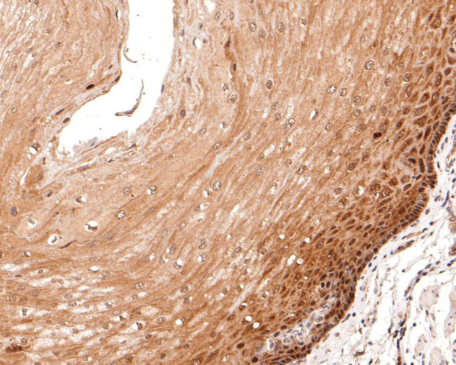 eIF6 Antibody in Immunohistochemistry (Paraffin) (IHC (P))