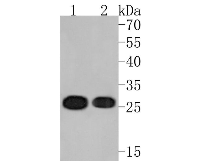 eIF6 Antibody in Western Blot (WB)