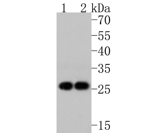 eIF6 Antibody in Western Blot (WB)