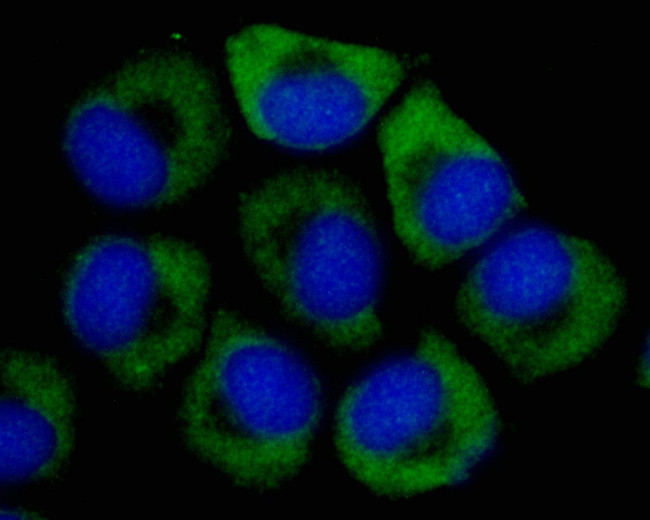 S6 Antibody in Immunocytochemistry (ICC/IF)