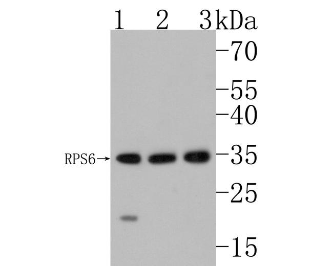 S6 Antibody in Western Blot (WB)