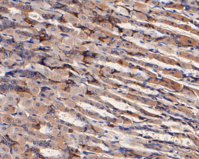 CD166 (ALCAM) Antibody in Immunohistochemistry (Paraffin) (IHC (P))