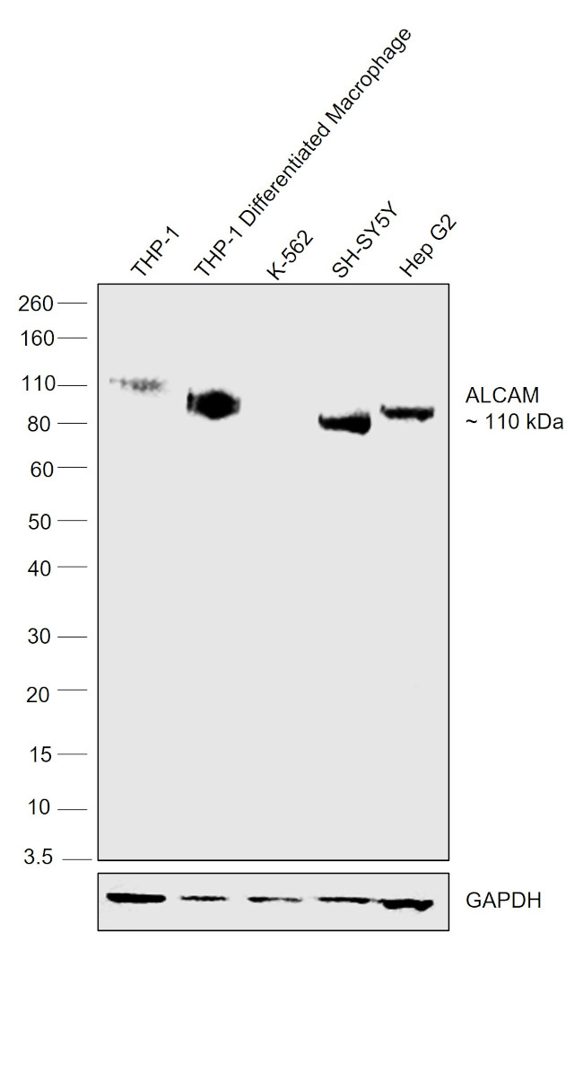 CD166 (ALCAM) Antibody in Western Blot (WB)