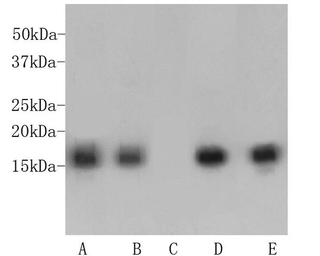 H3K9me3 Antibody in Western Blot (WB)