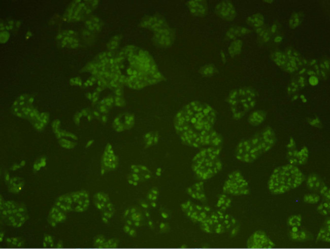 DNA-PK Antibody in Immunocytochemistry (ICC/IF)