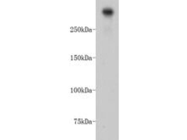 DNA-PK Antibody in Western Blot (WB)