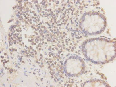 DNMT3L Antibody in Immunohistochemistry (Paraffin) (IHC (P))