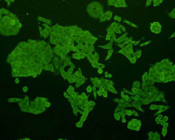 SHP-1 Antibody in Immunocytochemistry (ICC/IF)