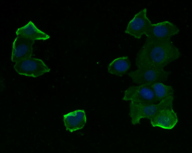 HDAC3 Antibody in Immunocytochemistry (ICC/IF)