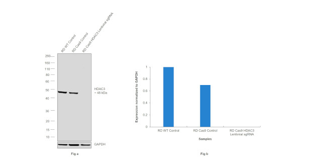 HDAC3 Antibody