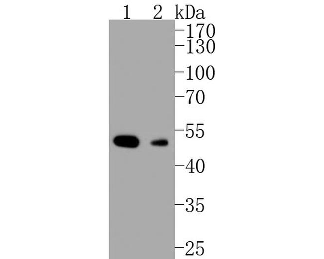 HDAC3 Antibody in Western Blot (WB)