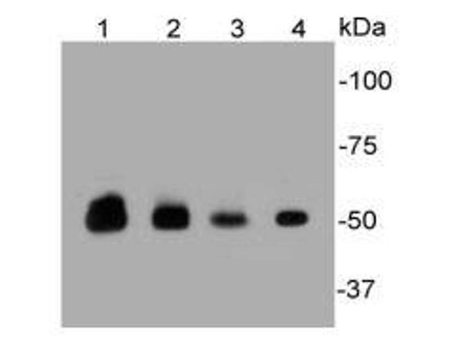 PTP1B Antibody in Western Blot (WB)