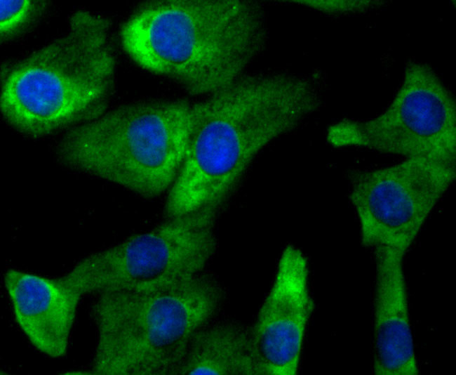 CD137 (4-1BB) Antibody in Immunocytochemistry (ICC/IF)