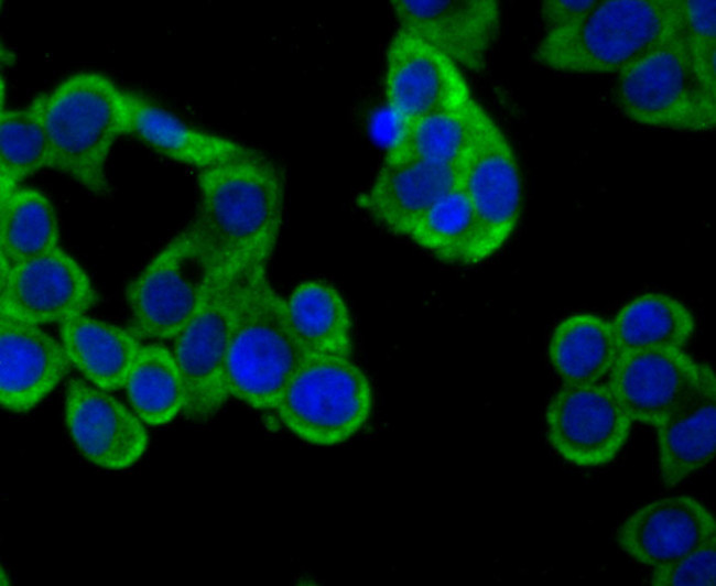 CD137 (4-1BB) Antibody in Immunocytochemistry (ICC/IF)