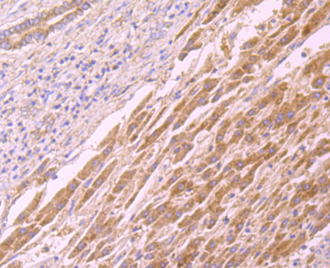 CD137 (4-1BB) Antibody in Immunohistochemistry (Paraffin) (IHC (P))