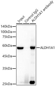 ALDH1A1 Antibody in Immunoprecipitation (IP)